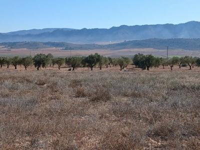 Acheter Terrain Yecla rgion MURCIA