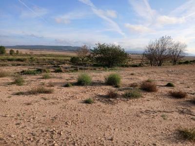 Annonce Vente Terrain Yecla