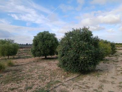 Annonce Vente Terrain Yecla