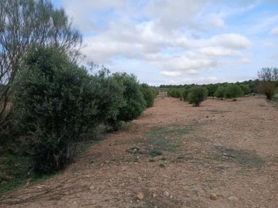 Acheter Terrain Yecla rgion MURCIA