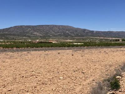 Annonce Vente Terrain Pinoso