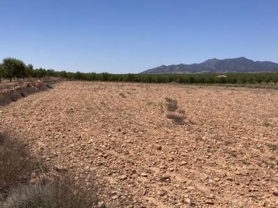 Acheter Terrain Pinoso rgion ALICANTE