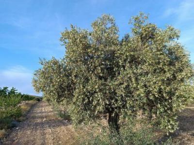 Acheter Maison 45 m2 Yecla