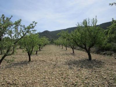 Annonce Vente Terrain Yecla