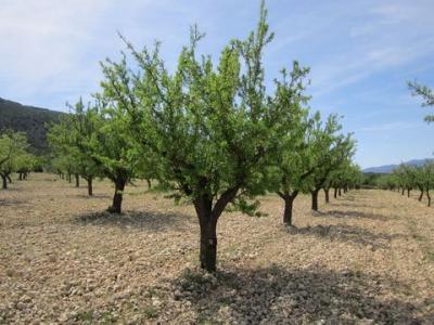 Acheter Terrain 12434 m2 Yecla