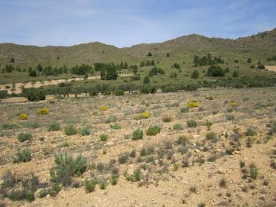Annonce Vente Terrain Yecla