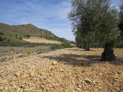 Acheter Terrain 8754 m2 Yecla