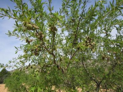 Vente Terrain Yecla  MU en Espagne