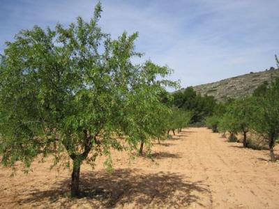 Annonce Vente Terrain Yecla