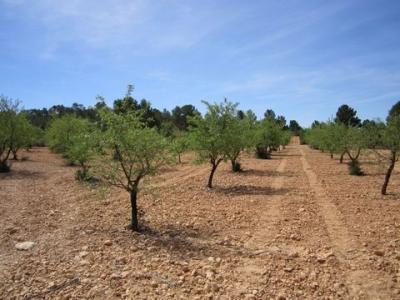 Acheter Terrain 10401 m2 Yecla