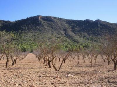 Acheter Terrain Yecla rgion MURCIA