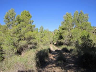 Acheter Terrain 19496 m2 Yecla
