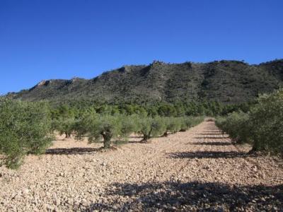 Annonce Vente Terrain Yecla