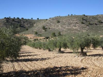 Acheter Terrain Yecla rgion MURCIA