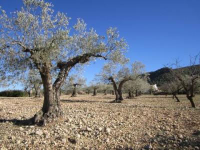 Annonce Vente Terrain Yecla