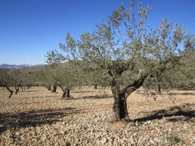 Acheter Terrain Yecla rgion MURCIA