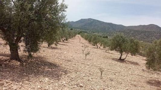 Annonce Vente Terrain Salinas