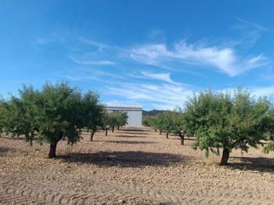 Annonce Vente Terrain Yecla