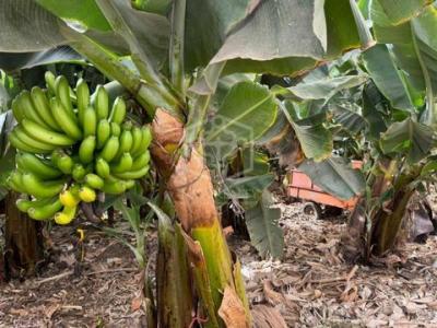 Annonce Vente Maison Arona