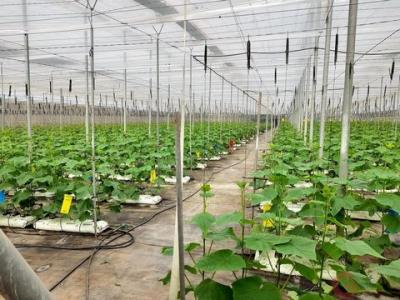 Acheter Terrain 4500 m2 Calahonda