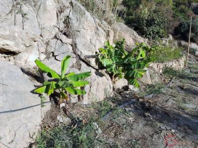 Annonce Vente Terrain Velez-de-benaudalla