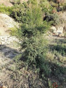 Acheter Terrain Velez-de-benaudalla rgion GRANADA