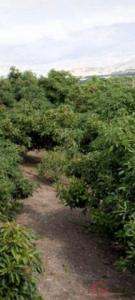 Acheter Maison 250 m2 Motril