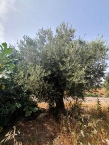 Vente Maison Lanjaron  GR en Espagne