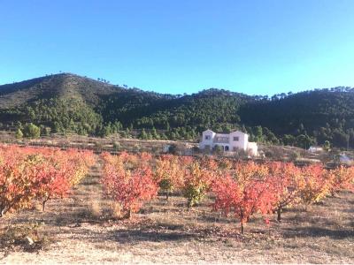 Annonce Vente Maison Pinoso