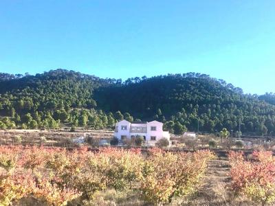 Acheter Maison 450 m2 Pinoso