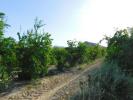 Acheter Terrain 1810 m2 Orihuela