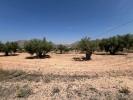 Annonce Vente Terrain Barbarroja