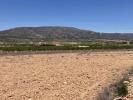 Annonce Vente Terrain Pinoso
