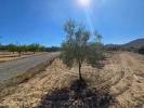 Acheter Terrain Salinas rgion ALICANTE