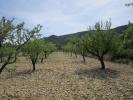 Annonce Vente Terrain Yecla