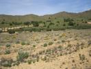 Annonce Vente Terrain Yecla