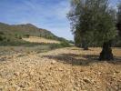 Acheter Terrain 8754 m2 Yecla