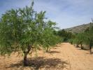 Annonce Vente Terrain Yecla