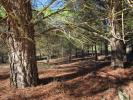 Annonce Vente Terrain Yecla