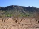Acheter Terrain Yecla rgion MURCIA