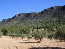 Annonce Vente Terrain Yecla