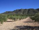 Annonce Vente Terrain Yecla