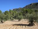 Acheter Terrain 6154 m2 Yecla