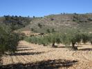 Acheter Terrain Yecla rgion MURCIA