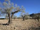 Annonce Vente Terrain Yecla