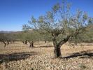 Acheter Terrain Yecla rgion MURCIA