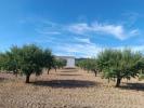 Annonce Vente Terrain Yecla