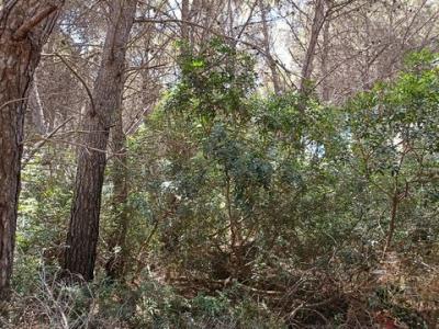 Acheter Terrain 1072 m2 Moraira