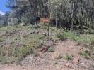 Acheter Terrain 2299 m2 Mediona