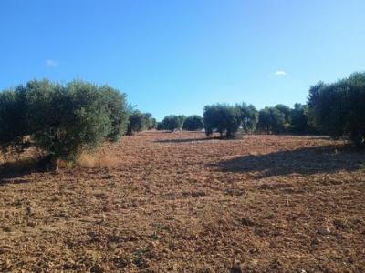 Annonce Vente Terrain Niebla